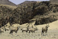 The Hoanib valley is home to a suprising number of desert-adapted wildlife species