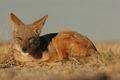A wide variety of wildlife can be seen on a Botswana safari including the less sought after but no less interesting jackal.
