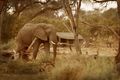Private, unfenced campsites are used on this Botswana safari.