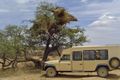See fascinating sights such as this massive Sociable weaver nest whilst you travel in the comfort of your safari vehicle.