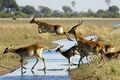 lechwe antelope are often spotted leaping through the watery landscape of the Okavango Delta in Botswana