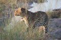 Botswana's cats are often active during the early morning or evening