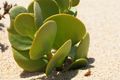 The variety of plant life found in the Namib Desert is quite amazing