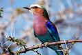 Namibia has great birdlife from tiny finches to large raptors. Over 300 species have been recorded in Etosha alone.