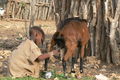 Visit a traditional Himba village, meet the people and learn about their unique customs and beliefs.