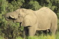 Namibia's desert-adapted elephant are unique in their behaviour, having adapted to their arid environment by memorising waterpoints and moving up to 80km a day to locate food and water. Your guide is adept at tracking these gentle giants.