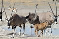 There are numerous waterholes along the southern edge of the Etosha salt pan where there's usually a lot of wildlife to see.