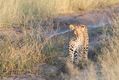 Botswana's wildlife reserves are the perfect place to seek out leopards