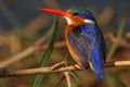 Even the most avid animal enthusiast can't help but also appreciate the colourful and varied bird life in Botswana.