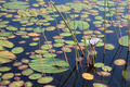Many of the Okavango Delta's pools and lagoons are covered in water lilies
