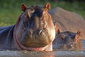 Take a tranquil cruise on the Chobe River where the wildlife viewing can be as spectacular as on any Botswana game drive