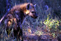 On one night of your camping safari you usually have time for a spot-lit night drive in search of Botswana's nocturnal wildlife