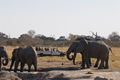 Watching elephants drink at Botswana's water holes offers the best opportunity to watch fascinating interaction between these intelligent animals