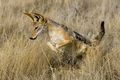 You'll be captivated by the many exciting and varied wildlife encounters this safari offers, such as this black-backed jackal trying it's luck hunting a mouse.