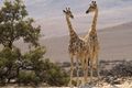 Ephemeral rivers create an oasis of vegetation, shade and spring water that sustain a range of wildlife even in vast desert regions.