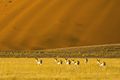 Wildlife can be spotted throughout Namibia, even outside of the Etosha National Park